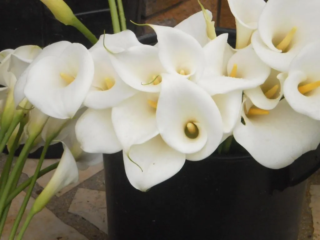 Valeriana Apartment Pula 0*,